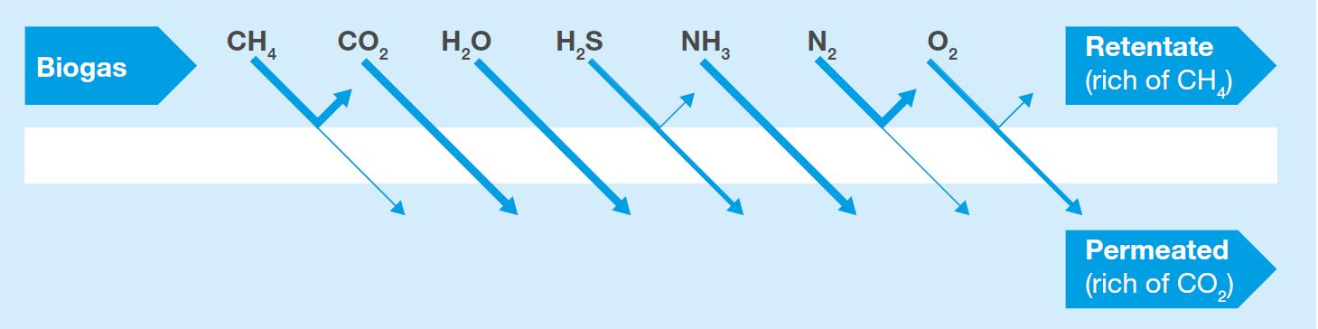 Permeability of different gases through a biogas upgrading plant membrane.jpg